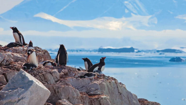 Antarctic Discovery