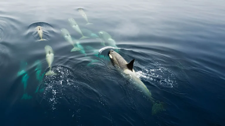 Antarctic Discovery