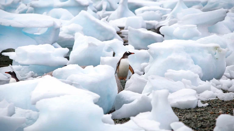 Antarctic Discovery